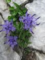light blue Garden Flowers Horned Rampion, Phyteuma Photo, cultivation and description, characteristics and growing