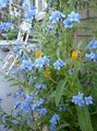 modrá Záhradné kvety Hound Je Jazyk, Gypsyflower, Čínština Forget-Me-Not, Cynoglossum fotografie, pestovanie a popis, vlastnosti a pestovanie