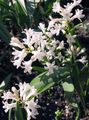 white Garden Flowers Hyacinthella pallasiana Photo, cultivation and description, characteristics and growing
