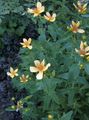 žuta Vrtne Cvjetovi Hypericum, Hypericum ascyron Foto, uzgajanje i opis, karakteristike i uzgoj