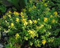 yellow Garden Flowers Hypericum olimpicum Photo, cultivation and description, characteristics and growing
