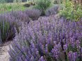 lilac Garden Flowers Hyssop, Hyssopus officinalis Photo, cultivation and description, characteristics and growing