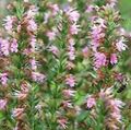 pink Have Blomster Isop, Hyssopus officinalis Foto, dyrkning og beskrivelse, egenskaber og voksende
