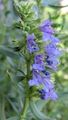 lyseblå Have Blomster Isop, Hyssopus officinalis Foto, dyrkning og beskrivelse, egenskaber og voksende