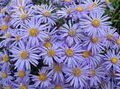 luz azul Flores do Jardim Aster Ialian, Amellus foto, cultivo e descrição, características e crescente