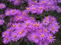 pink Have Blomster Ialian Aster, Amellus Foto, dyrkning og beskrivelse, egenskaber og voksende