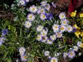 halványlila Kerti Virágok Ialian Pozsgás, Amellus fénykép, termesztés és leírás, jellemzők és növekvő