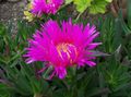 rožinis Sodo Gėlės Ledo Gamykla, Mesembryanthemum crystallinum Nuotrauka, auginimas ir aprašymas, charakteristikos ir augantis