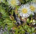 white Garden Flowers Ice Plant, Mesembryanthemum crystallinum Photo, cultivation and description, characteristics and growing