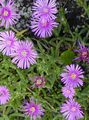 lilac Garden Flowers Ice Plant, Mesembryanthemum crystallinum Photo, cultivation and description, characteristics and growing