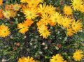 oranžinis Sodo Gėlės Ledo Gamykla, Mesembryanthemum crystallinum Nuotrauka, auginimas ir aprašymas, charakteristikos ir augantis