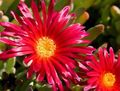 raudonas Sodo Gėlės Ledo Gamykla, Mesembryanthemum crystallinum Nuotrauka, auginimas ir aprašymas, charakteristikos ir augantis