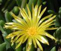 ყვითელი ბაღის ყვავილები ყინულის ქარხანა, Mesembryanthemum crystallinum სურათი, გაშენების და აღწერა, მახასიათებლები და იზრდება