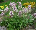 lilac Garden Flowers Indian Paintbrush, Castilleja Photo, cultivation and description, characteristics and growing