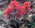 roșu Gradina Flori Pensula Indian, Castilleja fotografie, cultivare și descriere, caracteristici și în creștere