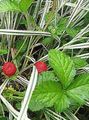 red Garden Flowers Indian Strawberry, Mock Strawberry, Duchesnea indica Photo, cultivation and description, characteristics and growing