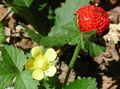 yellow Garden Flowers Indian Strawberry, Mock Strawberry, Duchesnea indica Photo, cultivation and description, characteristics and growing