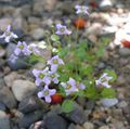 balts Dārza Ziedi Ionopsidium Acaule Foto, audzēšana un apraksts, raksturlielumi un augošs
