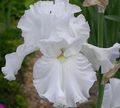 white Garden Flowers Iris, Iris barbata Photo, cultivation and description, characteristics and growing