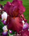 burgundy Garden Flowers Iris, Iris barbata Photo, cultivation and description, characteristics and growing