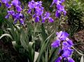 purple Garden Flowers Iris, Iris barbata Photo, cultivation and description, characteristics and growing