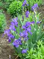 Foto Iris descripción, características y cultivación