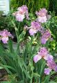 lilac Garden Flowers Iris, Iris barbata Photo, cultivation and description, characteristics and growing