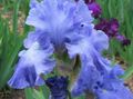 light blue Garden Flowers Iris, Iris barbata Photo, cultivation and description, characteristics and growing