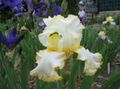 yellow Garden Flowers Iris, Iris barbata Photo, cultivation and description, characteristics and growing