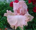 pink Garden Flowers Iris, Iris barbata Photo, cultivation and description, characteristics and growing