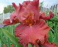 red Garden Flowers Iris, Iris barbata Photo, cultivation and description, characteristics and growing