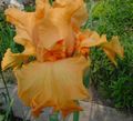 orange Garden Flowers Iris, Iris barbata Photo, cultivation and description, characteristics and growing