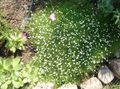 ホワイト 庭の花 アイリッシュモス、ツメクサ、スコットランドやスコッチ苔, Sagina フォト, 栽培 と 説明, 特性 と 成長