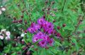 rosa Flores de jardín Ironweed, Vernonia crinita Foto, cultivo y descripción, características y cultivación