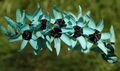 light blue Garden Flowers Ixia Photo, cultivation and description, characteristics and growing
