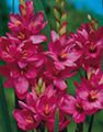 pink Garden Flowers Ixia Photo, cultivation and description, characteristics and growing