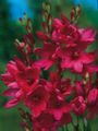 red Garden Flowers Ixia Photo, cultivation and description, characteristics and growing