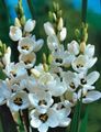 white Garden Flowers Ixia Photo, cultivation and description, characteristics and growing