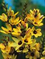 yellow Garden Flowers Ixia Photo, cultivation and description, characteristics and growing