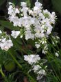 white Garden Flowers Jacob's Ladder, Polemonium caeruleum Photo, cultivation and description, characteristics and growing