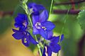 blue Garden Flowers Jacob's Ladder, Polemonium caeruleum Photo, cultivation and description, characteristics and growing