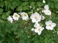 hvit Hage blomster Japanese Anemone, Anemone hupehensis Bilde, dyrking og beskrivelse, kjennetegn og voksende