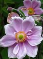 syrin Hage blomster Japanese Anemone, Anemone hupehensis Bilde, dyrking og beskrivelse, kjennetegn og voksende