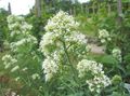 white Garden Flowers Jupiter's Beard, Keys to Heaven, Red Valerian, Centranthus ruber Photo, cultivation and description, characteristics and growing