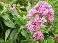 pink Garden Flowers Jupiter's Beard, Keys to Heaven, Red Valerian, Centranthus ruber Photo, cultivation and description, characteristics and growing