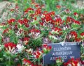 rdeča Vrtno Cvetje Ledvice Grašica, Prsti Ženski, Anthyllis fotografija, gojenje in opis, značilnosti in rast