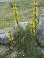 yellow Garden Flowers King's Spear, Asphodeline Photo, cultivation and description, characteristics and growing