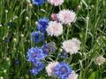 ვარდისფერი ბაღის ყვავილები Knapweed, ვარსკვლავი Thistle, ღიღილოს, Centaurea სურათი, გაშენების და აღწერა, მახასიათებლები და იზრდება