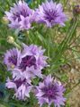 იასამნისფერი ბაღის ყვავილები Knapweed, ვარსკვლავი Thistle, ღიღილოს, Centaurea სურათი, გაშენების და აღწერა, მახასიათებლები და იზრდება