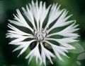 თეთრი ბაღის ყვავილები Knapweed, ვარსკვლავი Thistle, ღიღილოს, Centaurea სურათი, გაშენების და აღწერა, მახასიათებლები და იზრდება